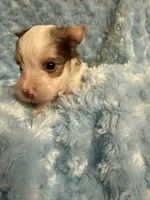 Chip, a male Yorkshire Terrier for sale in Madison, VA – 3 of 5