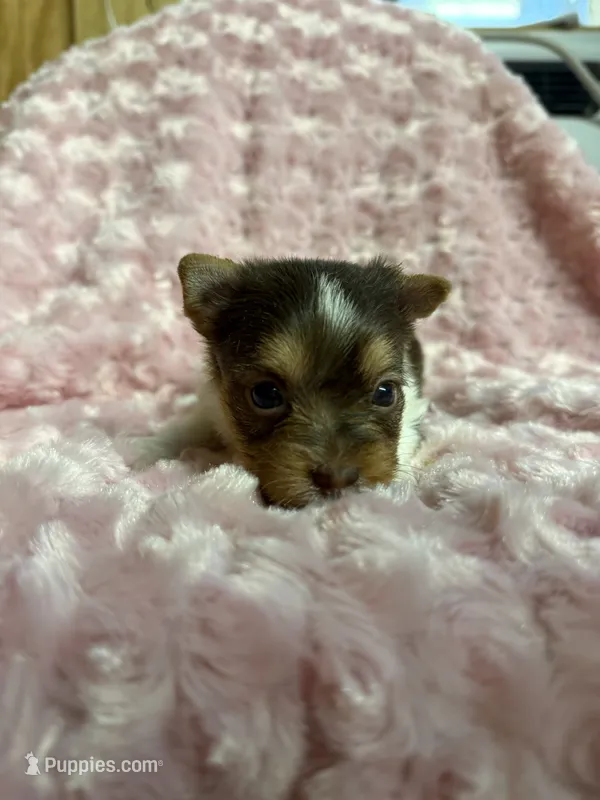 Tilly  – Yorkshire Terrier puppy for sale in Madison, VA