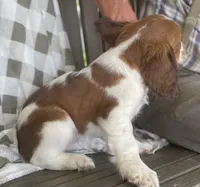 Buck, a male English Springer Spaniel for sale in Alta Vista, IA – 4 of 9