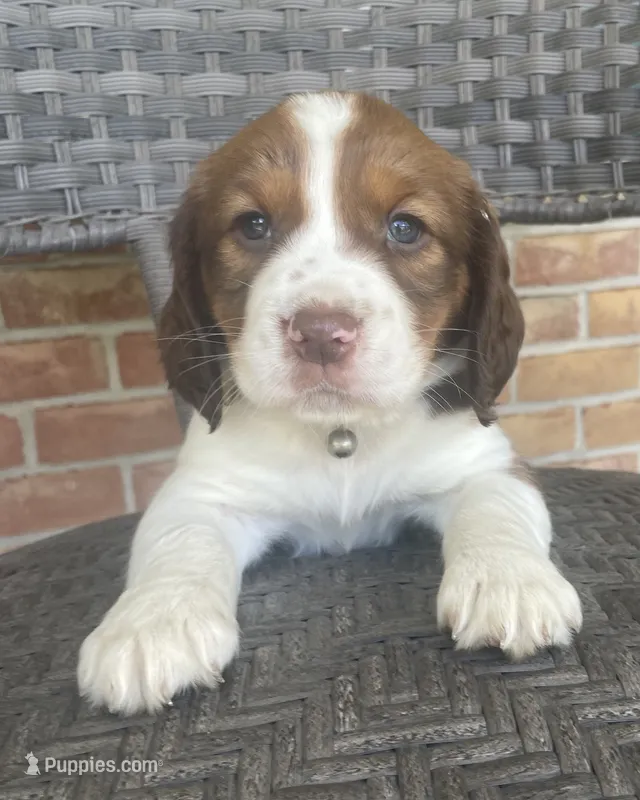 Beth – English Springer Spaniel puppy for sale in Alta Vista, IA