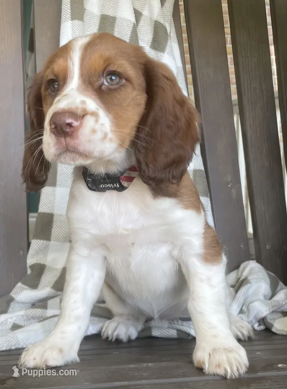 Beth – English Springer Spaniel puppy for sale in Alta Vista, IA
