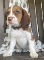 Beth, a female English Springer Spaniel for sale in Alta Vista, IA – 1 of 10