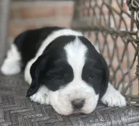 Dani , a female English Springer Spaniel for sale in Alta Vista, IA – 2 of 10