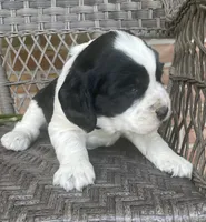 Dani , a female English Springer Spaniel for sale in Alta Vista, IA – 7 of 10
