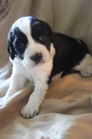 Buddy, a male English Springer Spaniel for sale in Alta Vista, IA – 4 of 4