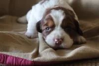Buck, a male English Springer Spaniel for sale in Alta Vista, IA – 3 of 3