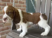 Buck, a male English Springer Spaniel for sale in Alta Vista, IA – 5 of 9