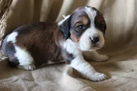 Beau, a male English Springer Spaniel for sale in Alta Vista, IA – 1 of 4