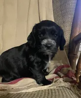Shelby, a female English Cocker Spaniel for sale in Alta Vista, IA – 5 of 9