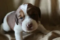 Beth, a female English Springer Spaniel for sale in Alta Vista, IA – 2 of 4