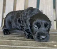 Phantom , a male English Cocker Spaniel for sale in Alta Vista, IA – 6 of 10
