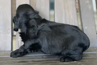 Phantom , a male English Cocker Spaniel for sale in Alta Vista, IA – 5 of 10
