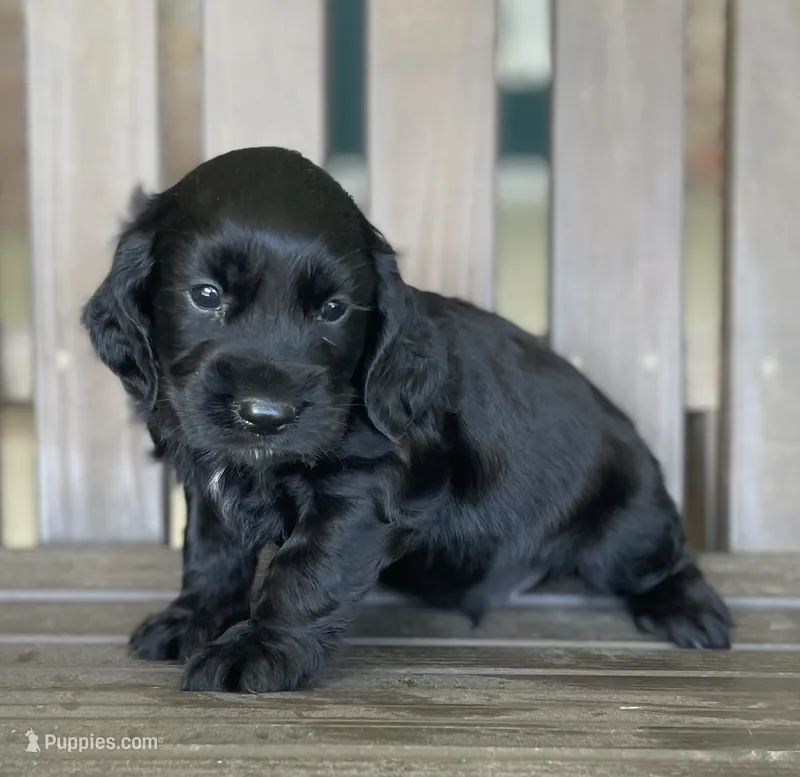 Phantom  – English Cocker Spaniel puppy for sale in Alta Vista, IA