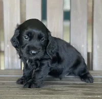 Phantom , a male English Cocker Spaniel for sale in Alta Vista, IA – 1 of 10