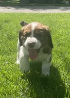 Beth, a female English Springer Spaniel for sale in Alta Vista, IA – 8 of 10
