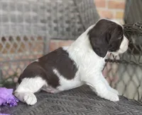 Dakota, a male English Springer Spaniel for sale in Alta Vista, IA – 5 of 5