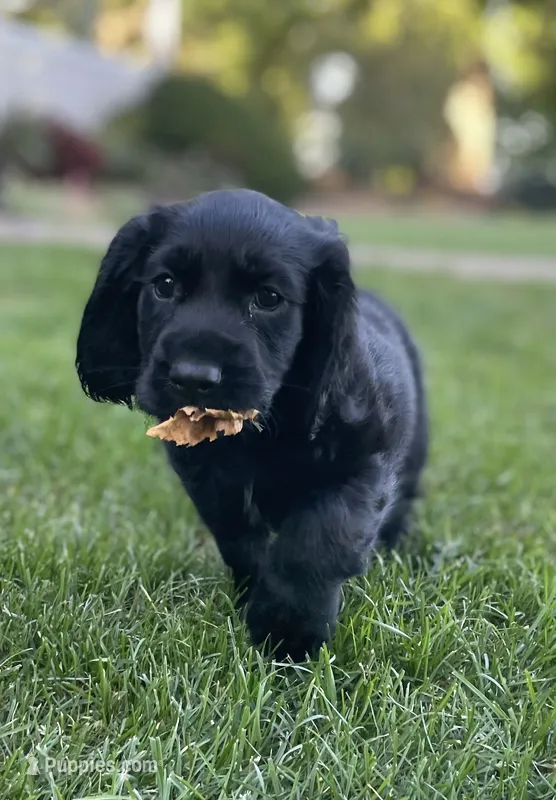 Phantom  – English Cocker Spaniel puppy for sale in Alta Vista, IA