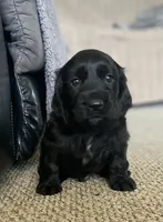 Phantom , a male English Cocker Spaniel for sale in Alta Vista, IA – 9 of 10