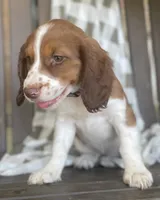 Beth, a female English Springer Spaniel for sale in Alta Vista, IA – 7 of 10