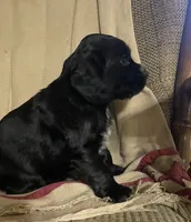 Shelby, a female English Cocker Spaniel for sale in Alta Vista, IA – 3 of 9
