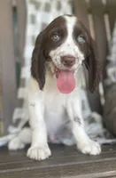 Dakota, a male English Springer Spaniel for sale in Alta Vista, IA – 5 of 8
