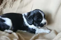 Bonnie, a female English Springer Spaniel for sale in Alta Vista, IA – 5 of 5