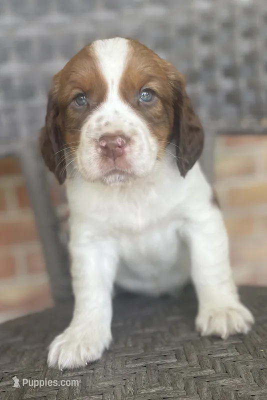 Buck – English Springer Spaniel puppy for sale in Alta Vista, IA