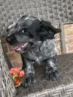 Upcoming litter, a  English Cocker Spaniel for sale in Alta Vista, IA – 5 of 10