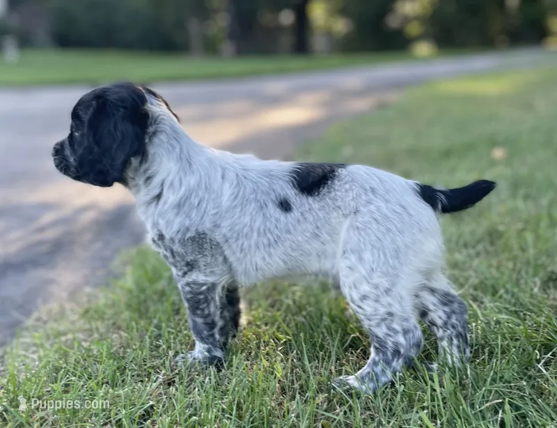 Dodge – English Cocker Spaniel puppy for sale in Alta Vista, IA