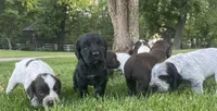 Upcoming litter, a  English Cocker Spaniel for sale in Alta Vista, IA – 8 of 10