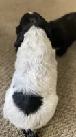 Dodge, a male English Cocker Spaniel for sale in Alta Vista, IA – 5 of 9