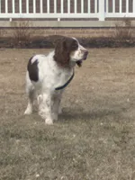 Bonnie, a female English Springer Spaniel for sale in Alta Vista, IA – 8 of 10
