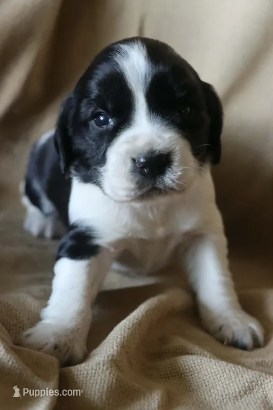 Bella – English Springer Spaniel puppy for sale in Alta Vista, IA