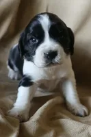 Bella, a female English Springer Spaniel for sale in Alta Vista, IA – 1 of 7