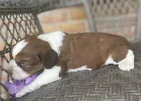 Dawn, a female English Springer Spaniel for sale in Alta Vista, IA – 8 of 10