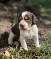 Expected litter, a  English Springer Spaniel for sale in Alta Vista, IA – 4 of 10