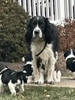 Dawn, a female English Springer Spaniel for sale in Alta Vista, IA – 9 of 10