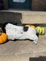 Dodge, a male English Cocker Spaniel for sale in Alta Vista, IA – 8 of 9