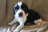 Buddy, a male English Springer Spaniel for sale in Alta Vista, IA – 2 of 4