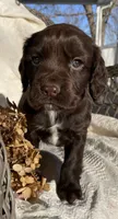Upcoming litter, a  English Cocker Spaniel for sale in Alta Vista, IA – 7 of 10