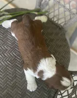 Dawn, a female English Springer Spaniel for sale in Alta Vista, IA – 5 of 10