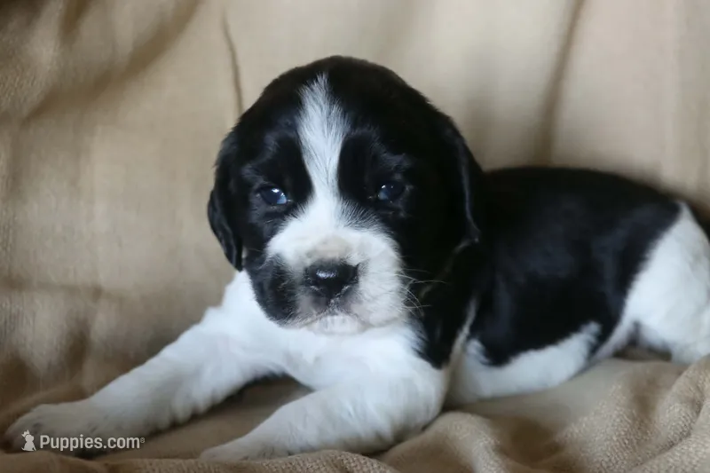 Bonnie – English Springer Spaniel puppy for sale in Alta Vista, IA