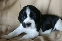 Bonnie, a female English Springer Spaniel for sale in Alta Vista, IA – 1 of 5