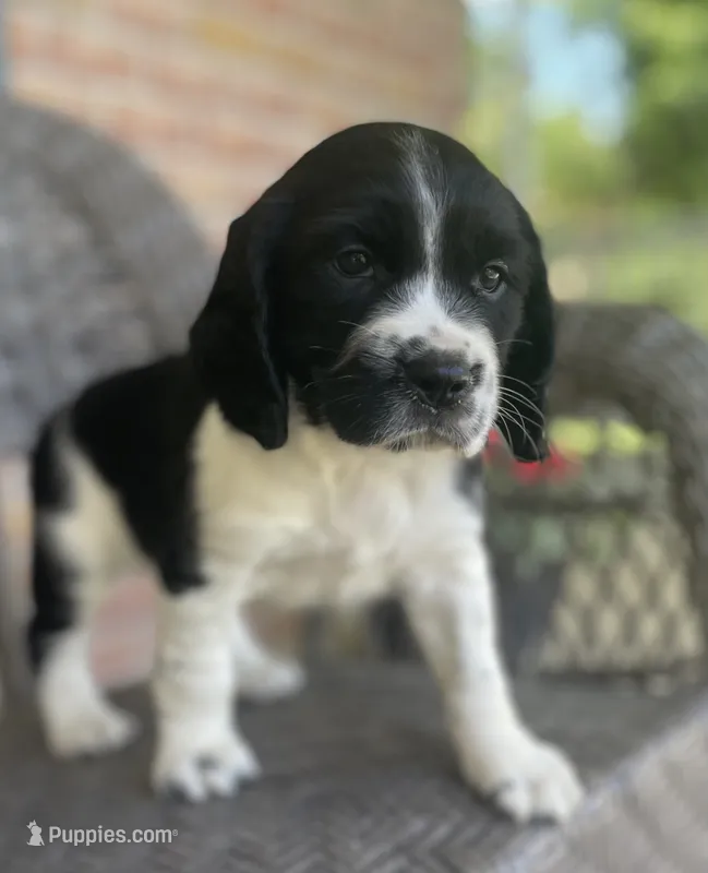 Bonnie – English Springer Spaniel puppy for sale in Alta Vista, IA