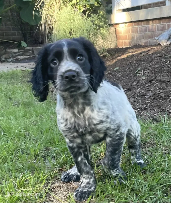 Dodge – English Cocker Spaniel puppy for sale in Alta Vista, IA
