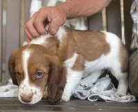 Beth, a female English Springer Spaniel for sale in Alta Vista, IA – 6 of 10
