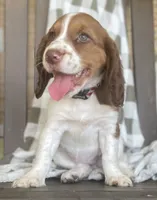 Beth, a female English Springer Spaniel for sale in Alta Vista, IA – 5 of 10