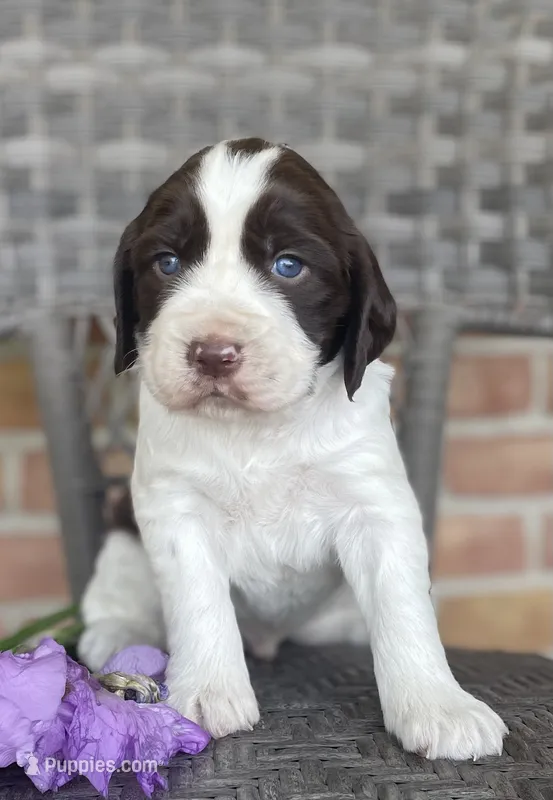 Dakota – English Springer Spaniel puppy for sale in Alta Vista, IA