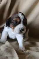 Beau, a male English Springer Spaniel for sale in Alta Vista, IA – 4 of 4