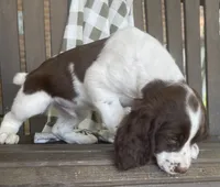 Dakota, a male English Springer Spaniel for sale in Alta Vista, IA – 4 of 8